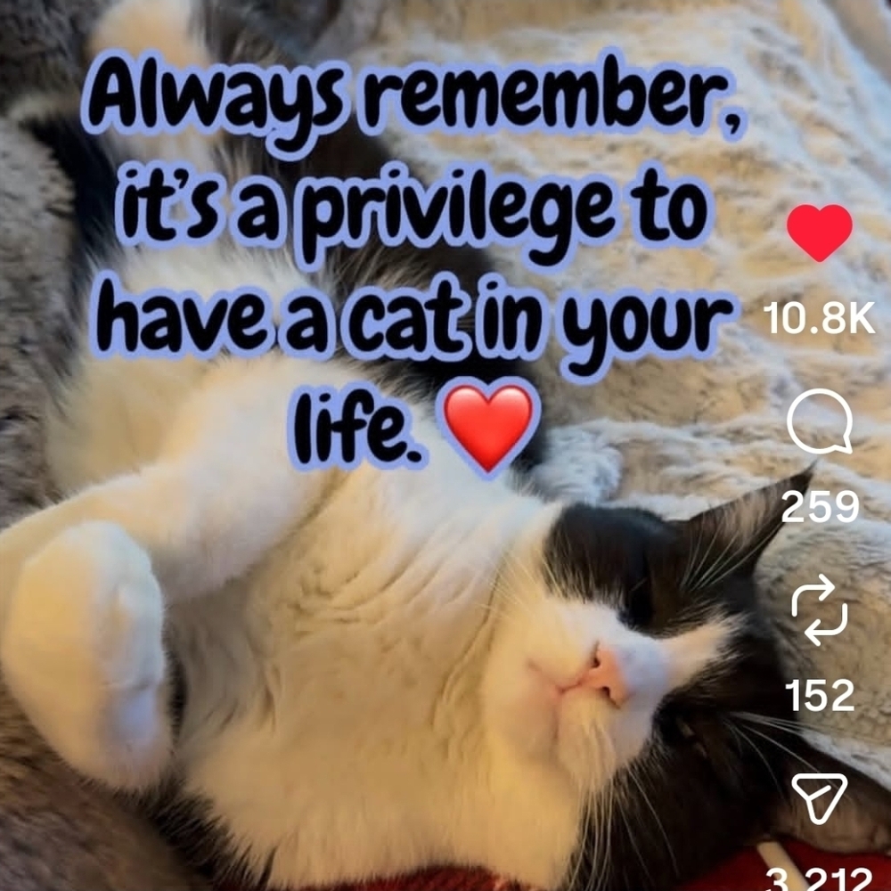 PRECIOUS (Ruler of home) - Picture 9 of 9